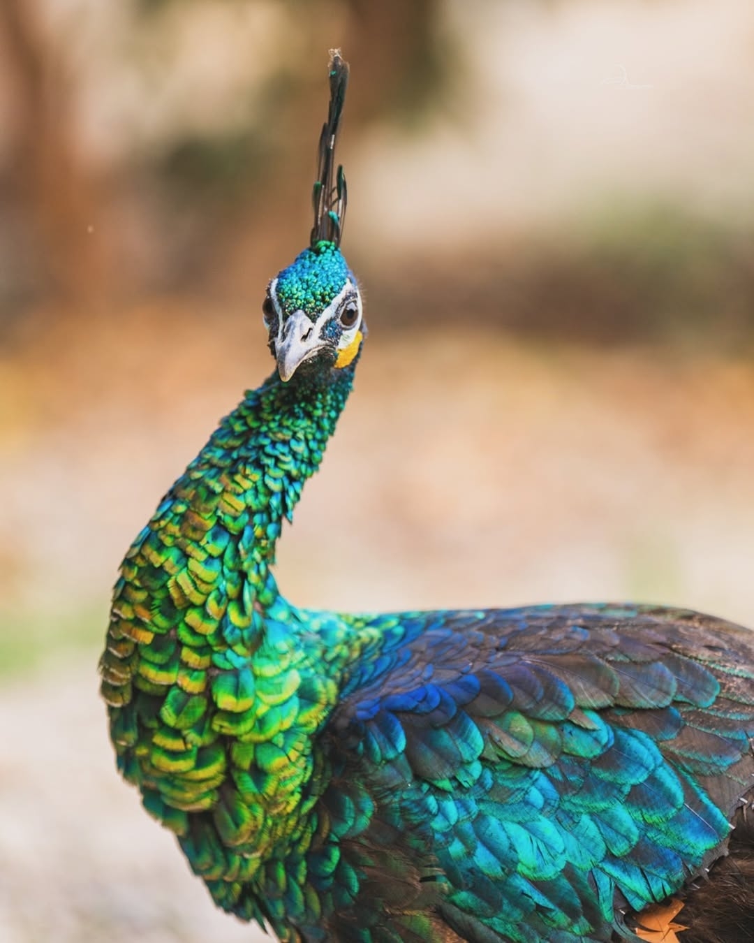 Green peafowl 