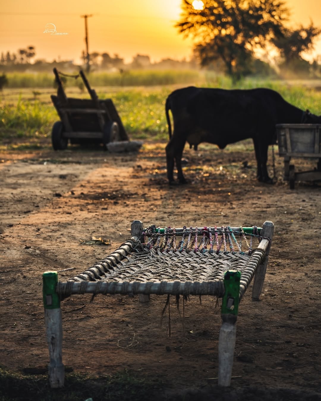 Evening in Fields