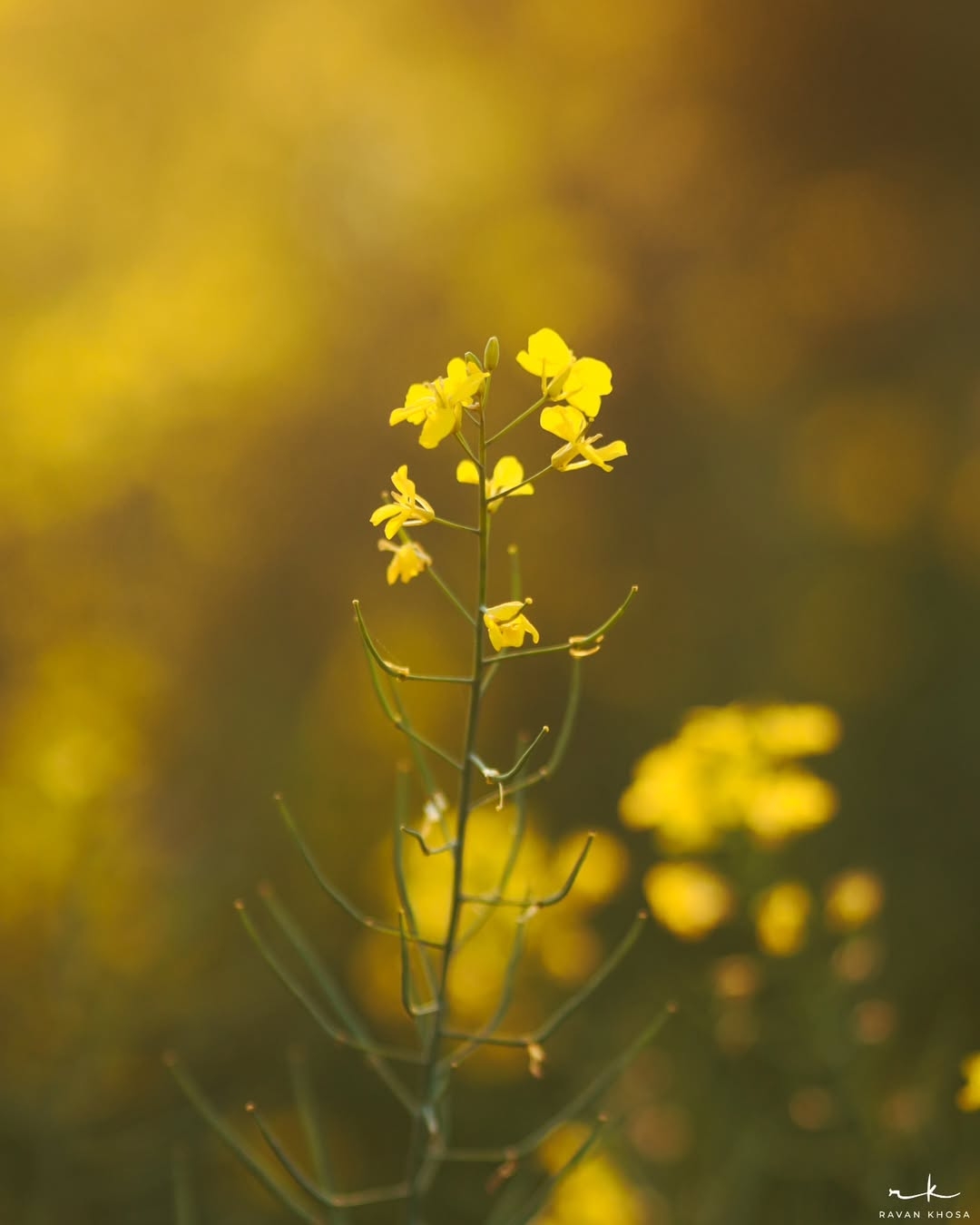 Yellow Beauty